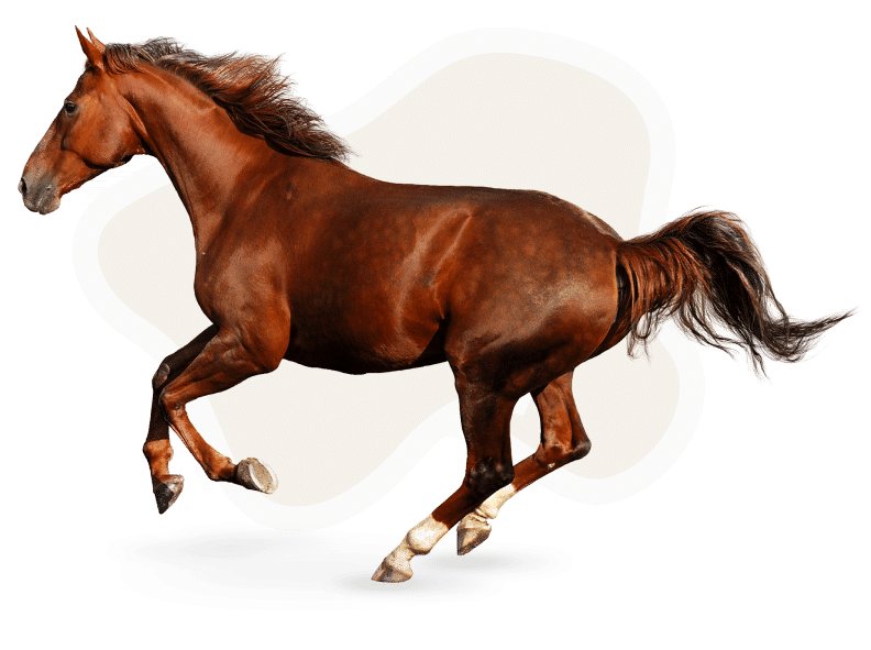 Horse (1)