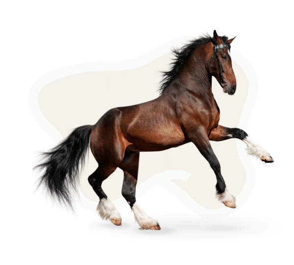 Hemp Horse Bedding CanapaOro Bedding