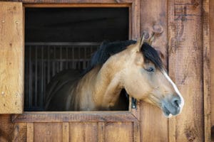 Best Horse Stall Bedding