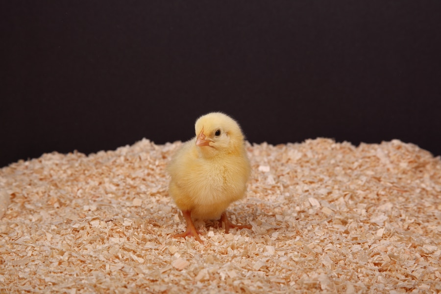 Chicken Bedding Hemp Bedding for Chickens CanapaOro Bedding