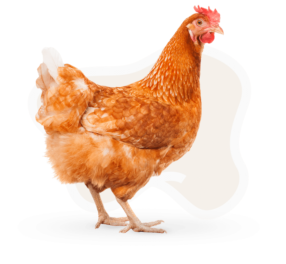 chicken chicken bedding