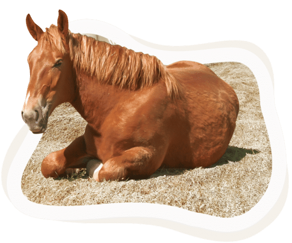 Hemp Bedding CanapaOro Bedding