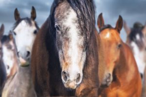 best bedding for horses