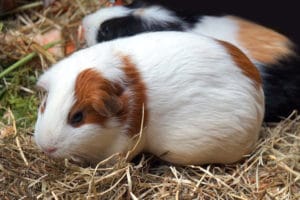 guinea pig bedding