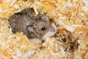 hamster bedding