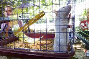 hemp bedding for rats