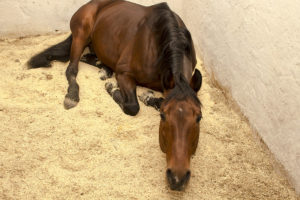 how to select horse bedding materials