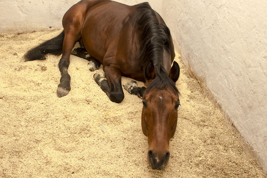How to Select Horse Bedding Materials CanapaOro Bedding
