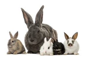 types of bedding for rabbits