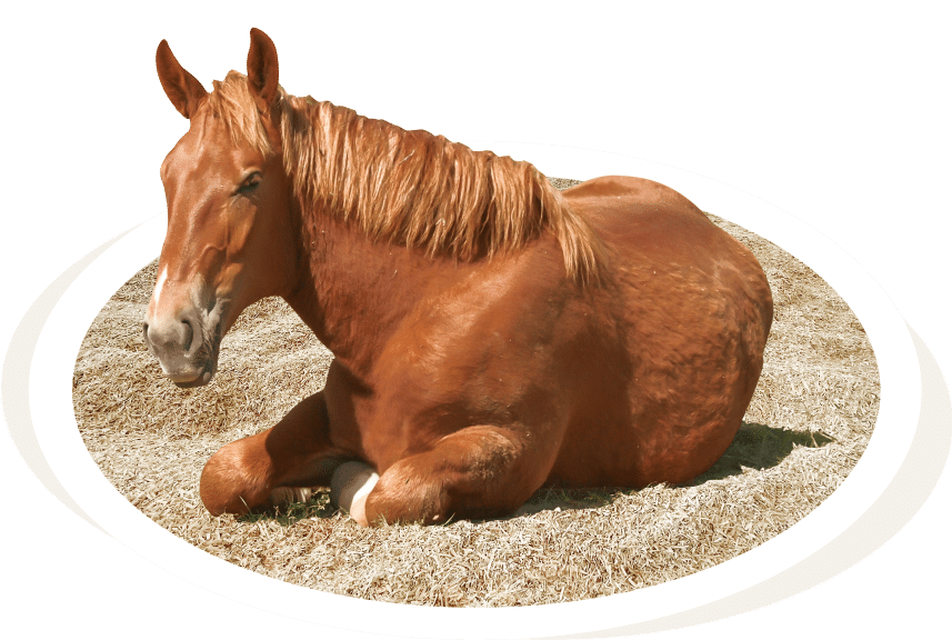 Horse Horse