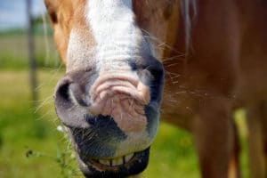 horse allergies