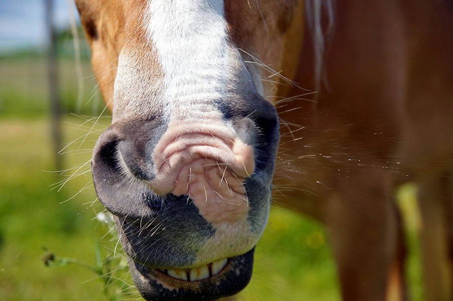 Causes, Symptoms, and Treatments of Horse Allergies CanapaOro