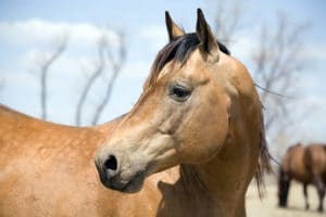 how to keep horse warm in winter