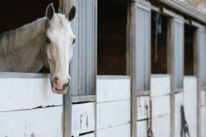 ammonia control in horse stalls