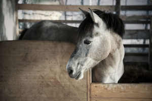 Types of Eco-Friendly Horse Bedding